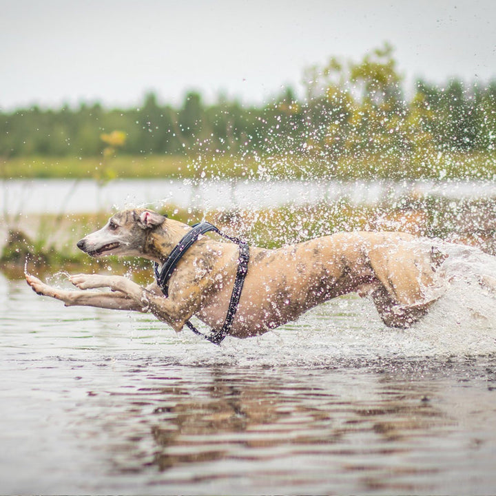 Hurtta Gepolstertes Hund-Geschirr, Y-Form Lingon 24-28", Lingon 24-28"