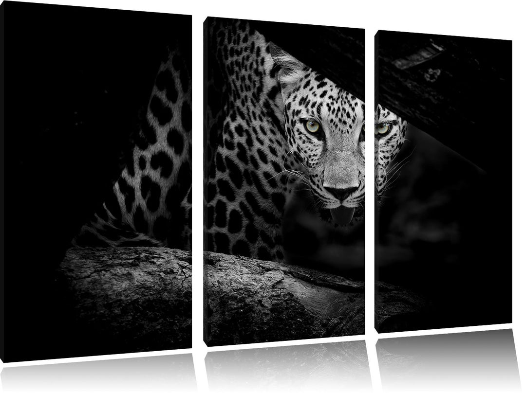 Pixxprint Neugieriger Gepard als Leinwandbild/Grösse: 3 Teilig (120x80) cm/Wandbild/Kunstdruck/ferti