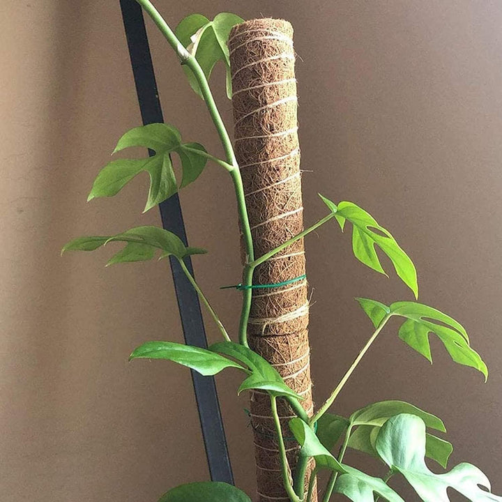 4 Stück Moosstab, 30cm Pflanzstab Kokos Moosstab, Monstera Rankhilfe, für Pflanzenklettern, Hausgart