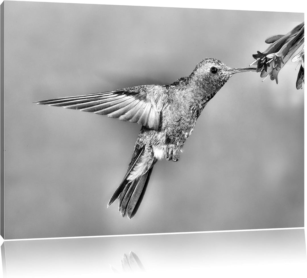 Pixxprint Bunter Kolibri als Leinwandbild/Grösse: 100x70 cm/Wandbild/Kunstdruck/fertig bespannt, 100