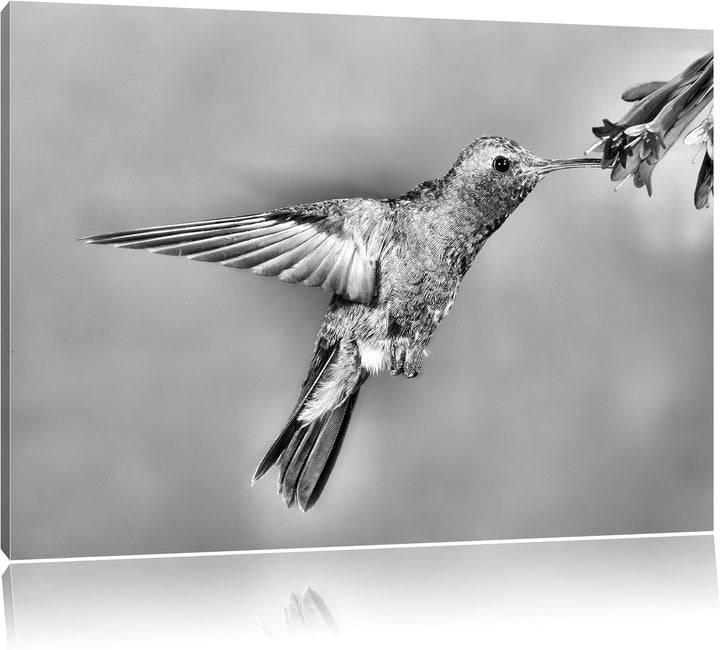 Pixxprint Bunter Kolibri als Leinwandbild/Grösse: 100x70 cm/Wandbild/Kunstdruck/fertig bespannt, 100