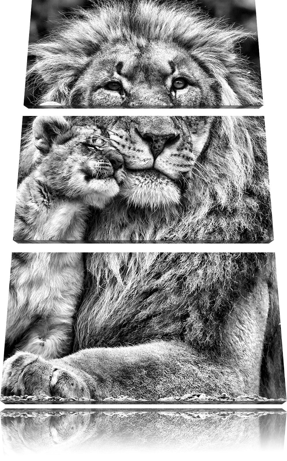Pixxprint Monocrome, schöner Löwe mit Jungtier 3-Teiler Leinwandbild 120x80 Bild auf Leinwand