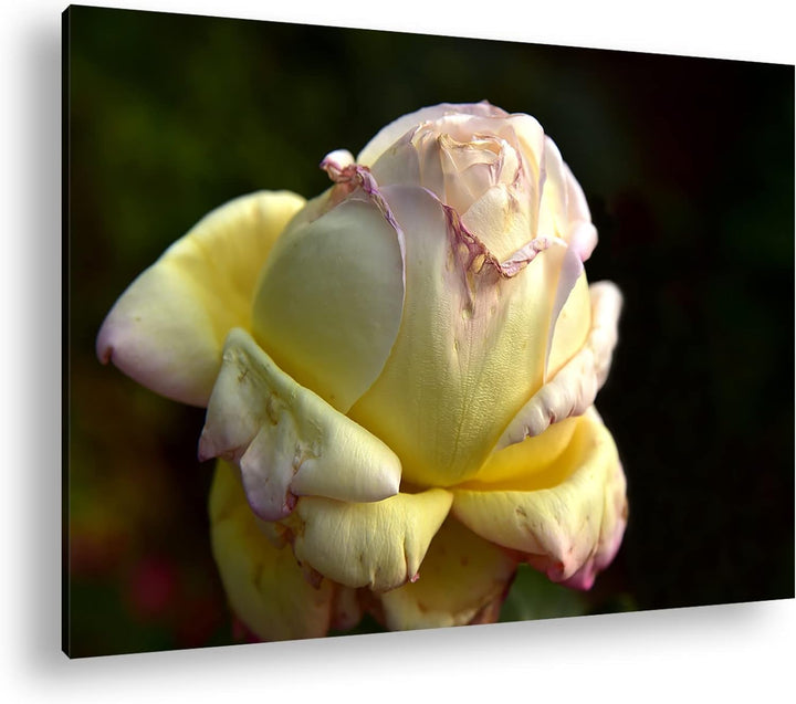 Vergänglichkeit der Natur Format: 80x60 als Leinwandbild, Motiv fertig gerahmt auf Echtholzrahmen, H