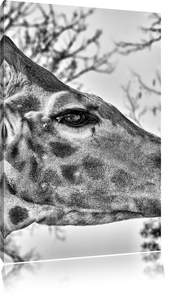 Pixxprint anmutige Giraffe isst als Leinwandbild/Grösse: 100x70 / Wandbild/Kunstdruck/fertig bespann