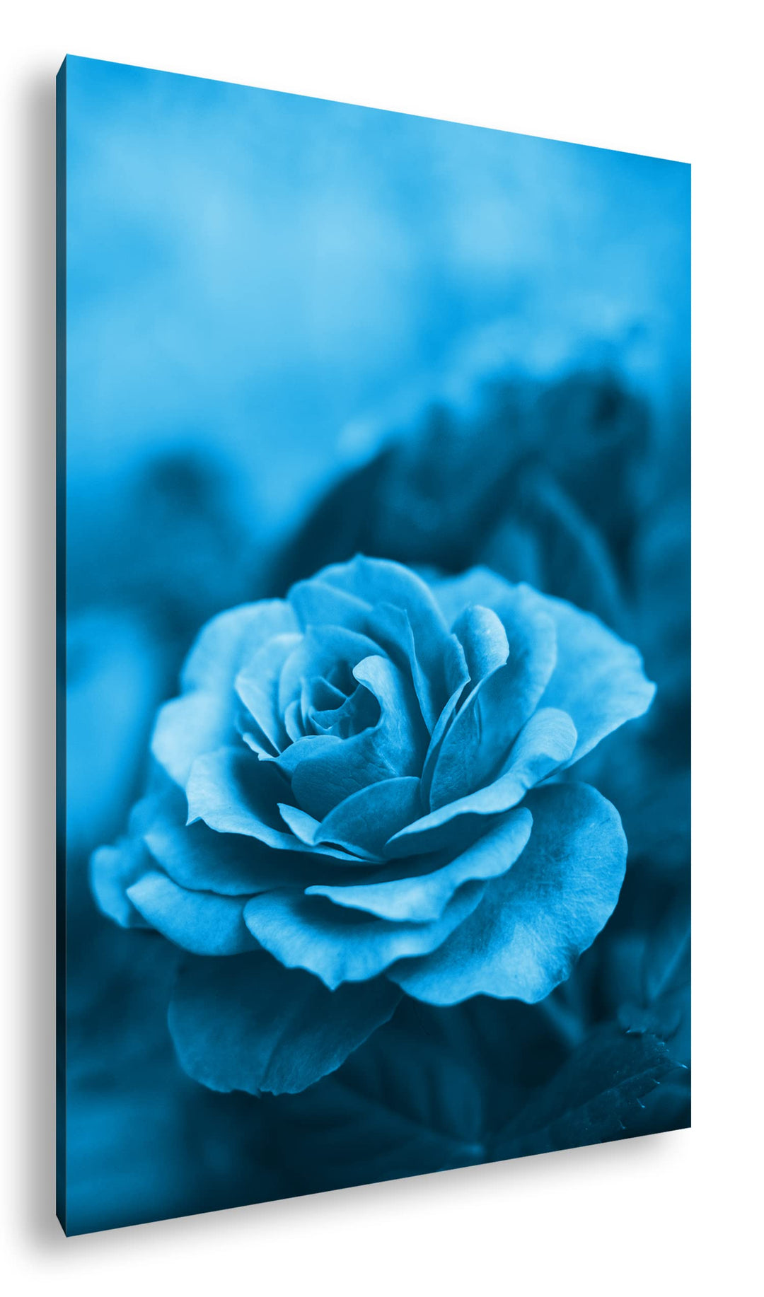 deyoli Rosarote Rosen Format: 60x40 Effekt: Monocrome Blau als Leinwand, Motiv fertig gerahmt auf Ec