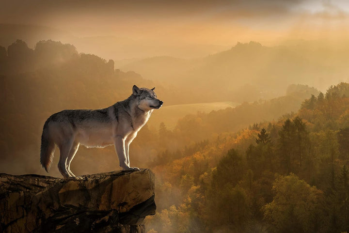 VERO PUZZLE 61328 Tierwelt - Wolf, 2000 Teile in hochwertiger, cellophanierter Puzzle-Schachtel