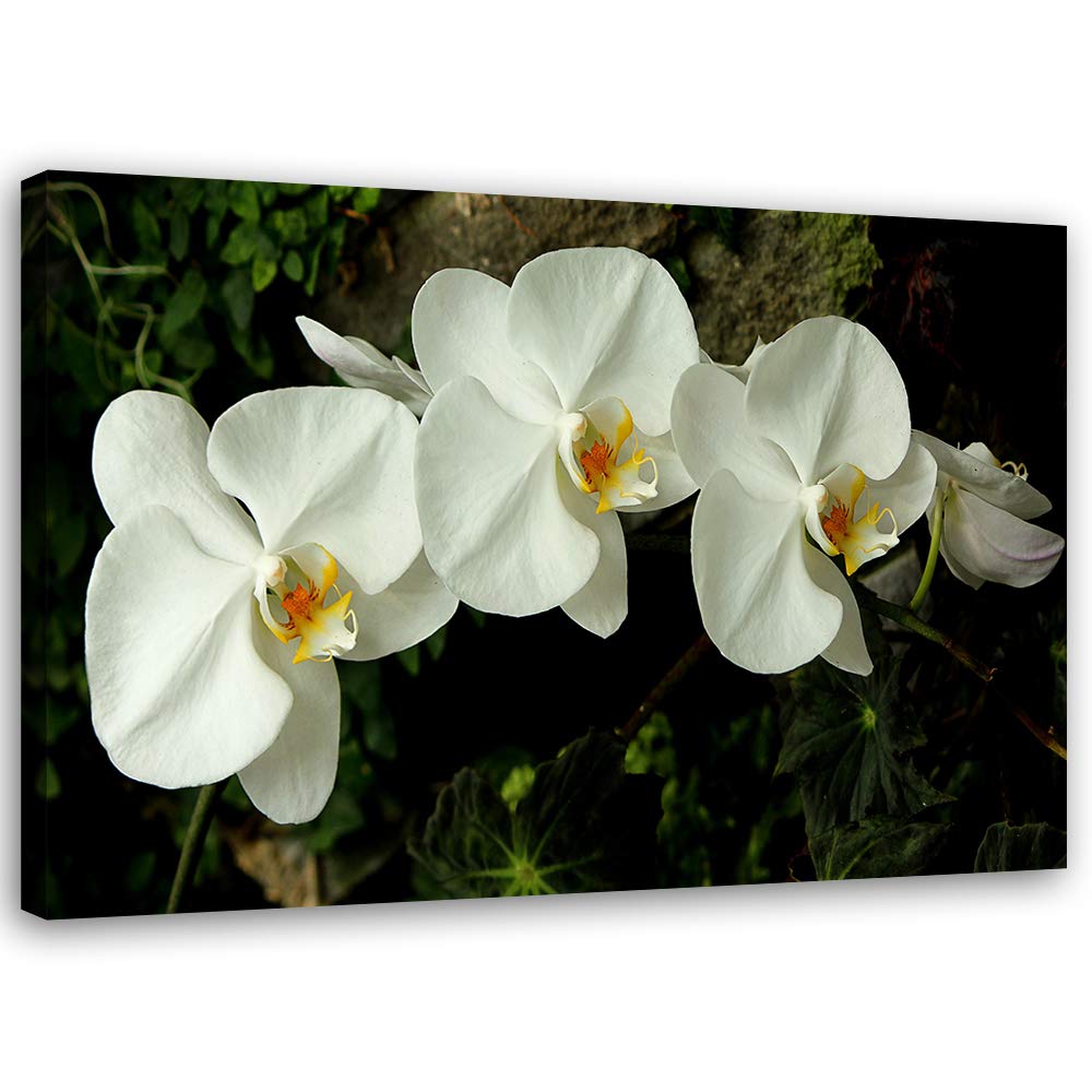 Feeby Wandbild Orchideen Druckbild Leinwandbild Blumen Weiss 100x70 cm Leinwandbild 100x70 cm Weiss_