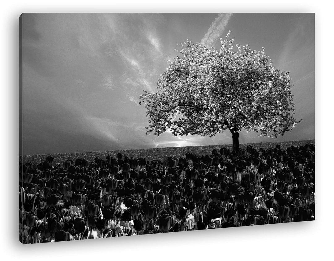 deyoli Kirschbaum im Tulpen Feld Format: 80x60 Effekt: Schwarz&Weiss als Leinwandbild, Motiv fertig