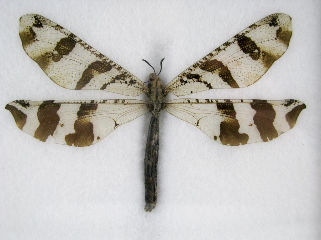 Echte exotische riesige Käfer, Insekten und Krabbler im Schaukasten - Insekten - Taxidermie (Aintlio