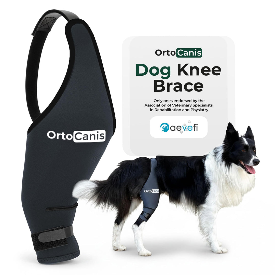 Ortocanis - Kniebandage für Hunde mit Kreuzbandverletzungen, Patellaluxation oder Arthrose, Grösse X