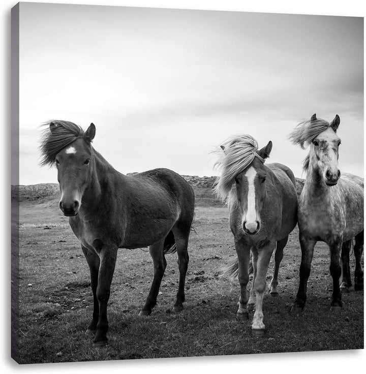 Pixxprint DREI Wilde Islandpferde als Leinwandbild Quadratisch/Grösse: 70x70 / Wandbild/Kunstdruck/f