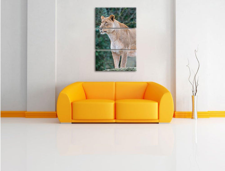 Pixxprint majestätische Löwin 3-Teiler Leinwandbild 120x80 Bild auf Leinwand