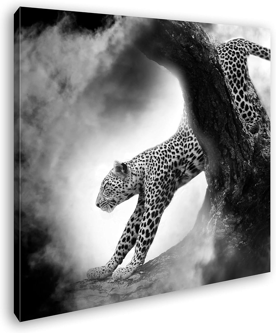 deyoli exotischer Gepard im Mondschein im Format: 60x60 Effekt: Schwarz&Weiss als Leinwandbild, Moti