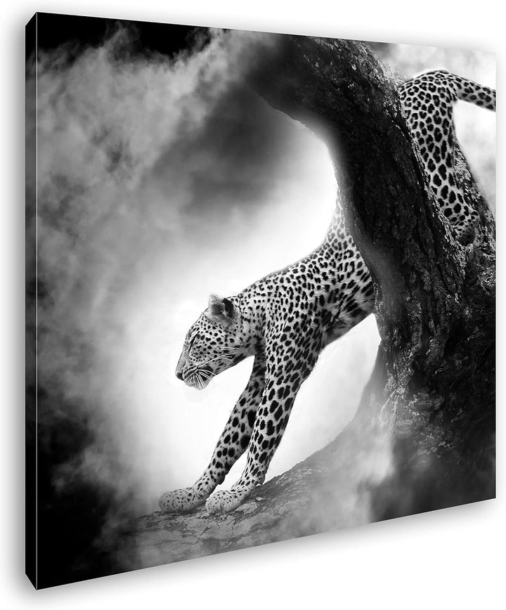 deyoli exotischer Gepard im Mondschein im Format: 60x60 Effekt: Schwarz&Weiss als Leinwandbild, Moti