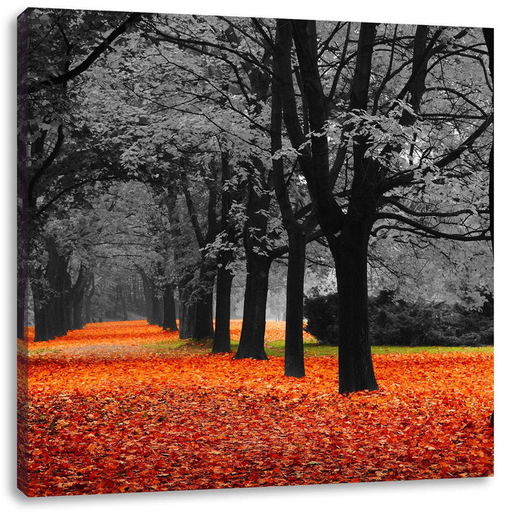 Pixxprint schöner Waldweg im Herbst schwarz/weiss, Format: 70x70 auf Leinwand, riesige Bilder fertig