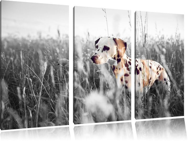 Pixxprint Neugieriger Hund im Feld B&W Detail 3-Teiler Leinwandbild 120x80 Bild auf Leinwand