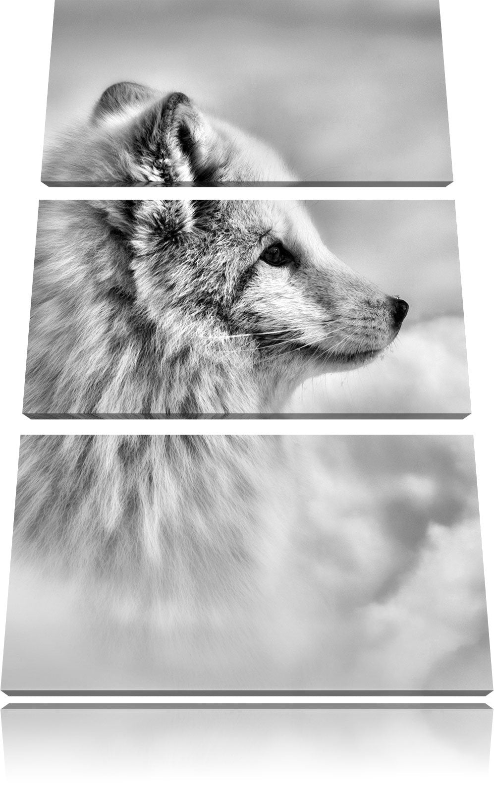 Pixxprint Anmutiger Polarfuchs im Schnee als Leinwandbild/Grösse: 3 Teilig (120x80) / Wandbild/Kunst