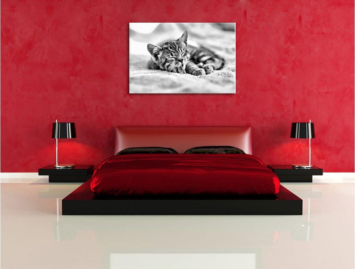 Pixxprint Kleines Kätzchen als Leinwandbild | Grösse: 100x70 | Wandbild| Kunstdruck | fertig bespann