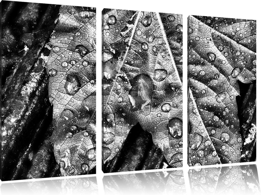 Pixxprint Regentropfen auf Blatt als Leinwandbild/Grösse: 3 Teilig (120x80) / Wandbild/Kunstdruck/fe