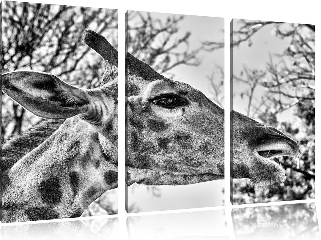 Pixxprint anmutige Giraffe isst als Leinwandbild/Grösse: 3 Teilig (120x80) / Wandbild/Kunstdruck/fer