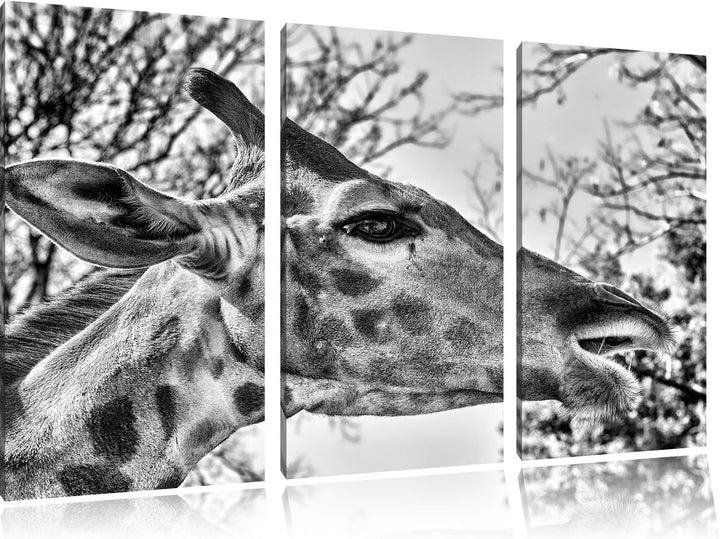 Pixxprint anmutige Giraffe isst als Leinwandbild/Grösse: 3 Teilig (120x80) / Wandbild/Kunstdruck/fer