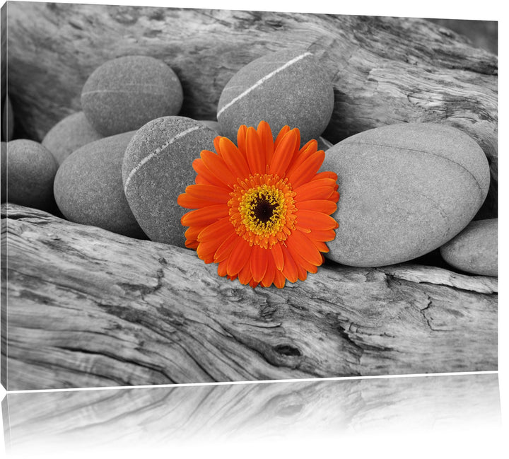kleine Gerbera zwischen Zen Steinen schwarz/weiss Format: 100x70 auf Leinwand, XXL riesige Bilder fe