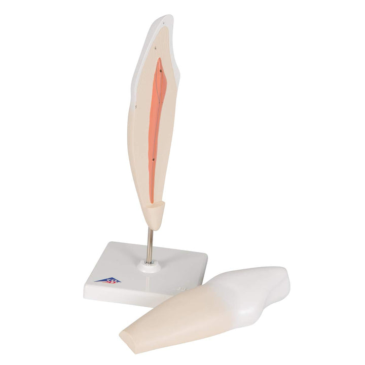 3B Scientific Menschliche Anatomie - Unterer Eckzahn, 2-teilig + kostenlose Anatomie App - 3B Smart