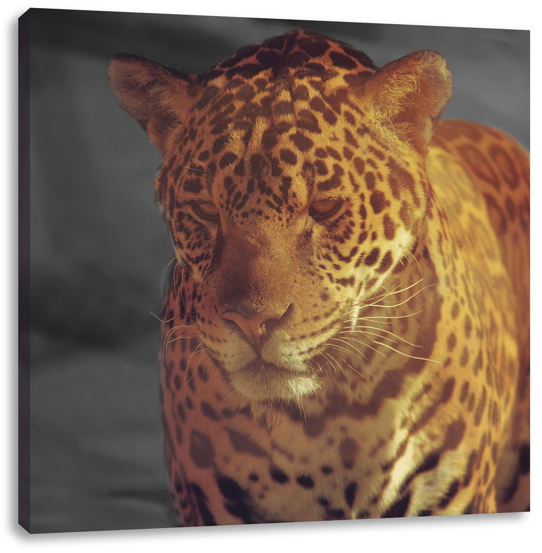 Pixxprint Einsamer Leopard in der Wüste als Leinwandbild/Grösse: 70x70 cm/Wandbild/Kunstdruck/fertig