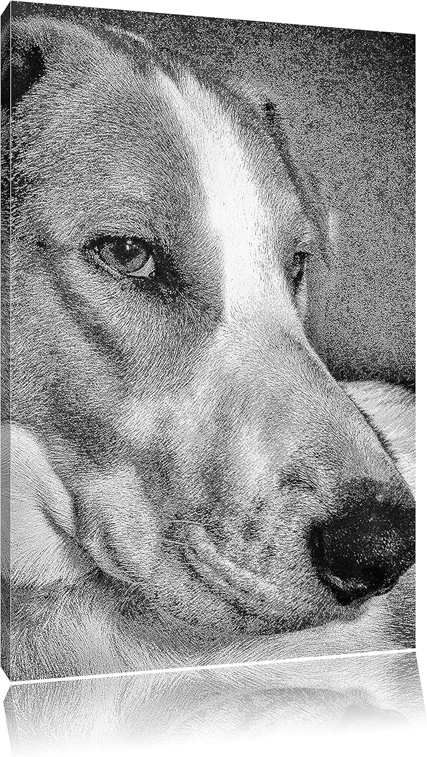 Pixxprint Jack Russel Terrier ruht Sich aus als Leinwandbild/Grösse: 100x70 cm/Wandbild/Kunstdruck/f