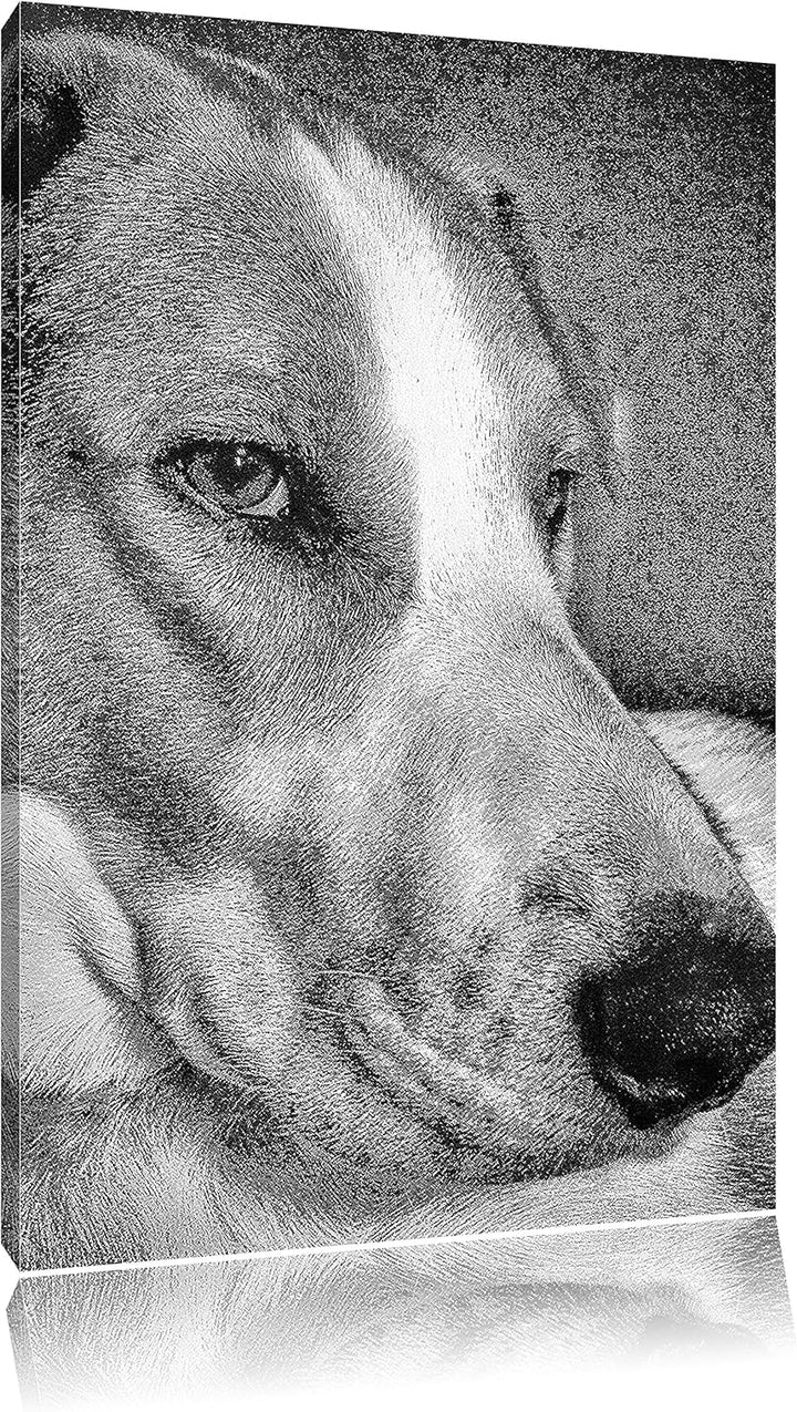 Pixxprint Jack Russel Terrier ruht Sich aus als Leinwandbild/Grösse: 100x70 cm/Wandbild/Kunstdruck/f