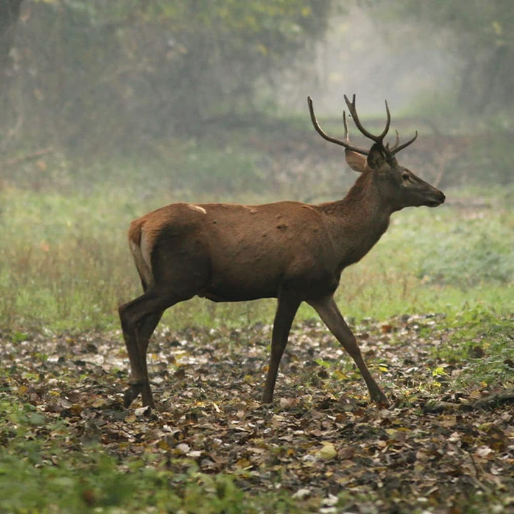 Maginon Wildkamera WK 4 HDW Profi Set, Tier-Überwachungskamera Ink. Diebstahlgehäuse,Solarpanel und