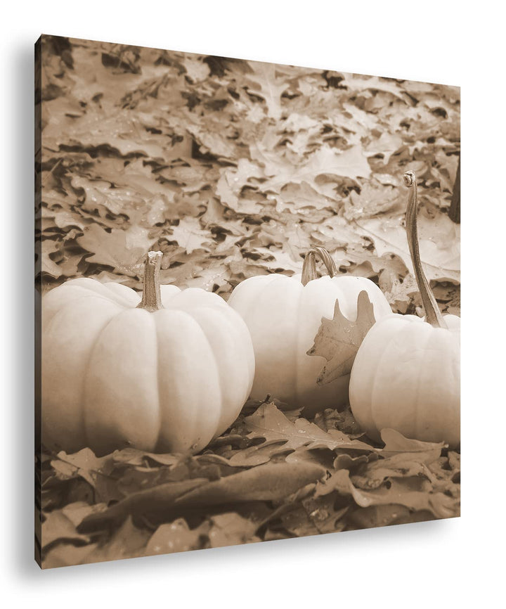 deyoli Herbstliche Kürbise Effekt: Sepia Format: 60x60 als Leinwandbild, Motiv fertig gerahmt auf Ec