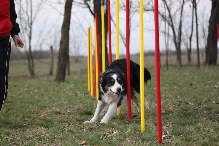 Fun Agility Agility-Übungs-Slalom-Set Rot/Gelb Flexible, Runde Stangen für Hunde
