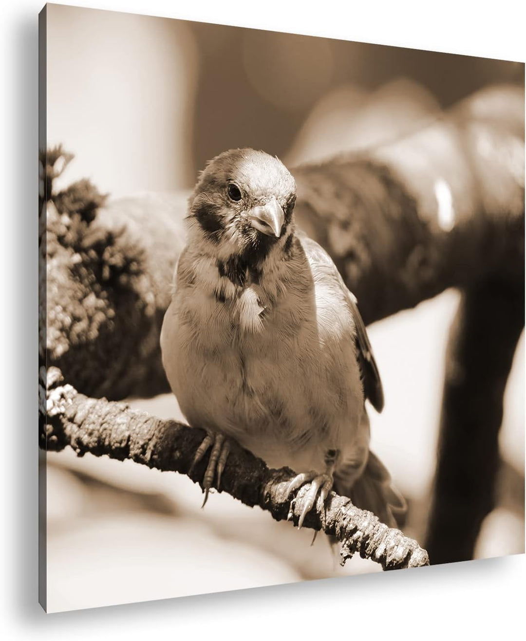 neugieriger Vogel Effekt: Sepia Format: 60x60 als Leinwandbild, Motiv fertig gerahmt auf Echtholzrah