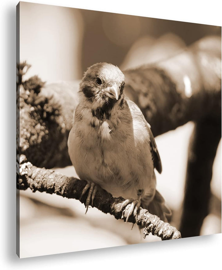 neugieriger Vogel Effekt: Sepia Format: 60x60 als Leinwandbild, Motiv fertig gerahmt auf Echtholzrah