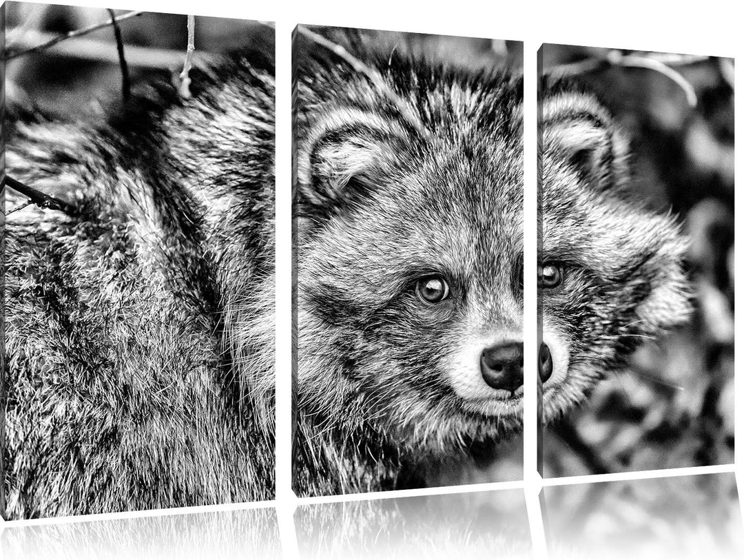 Pixxprint scheuer Waschbär als Leinwandbild/Grösse: 3 Teilig (120x80) / Wandbild/Kunstdruck/fertig b