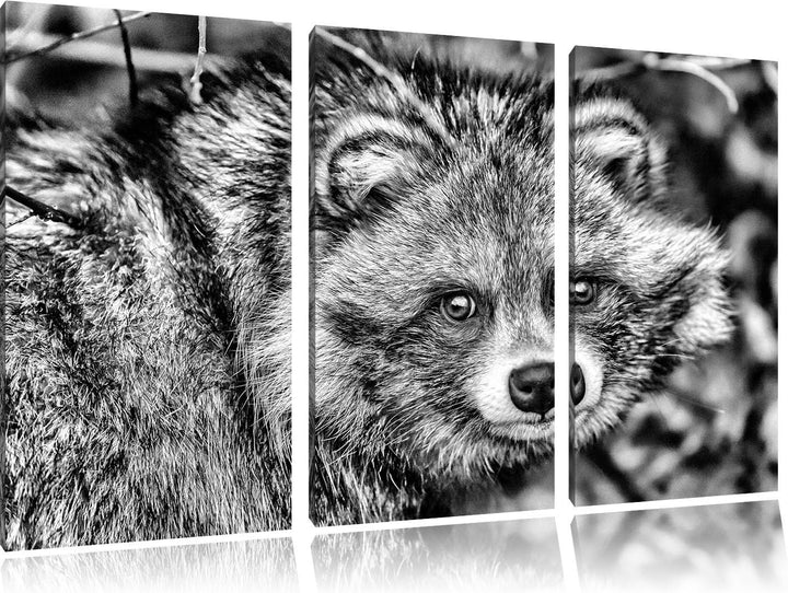 Pixxprint scheuer Waschbär als Leinwandbild/Grösse: 3 Teilig (120x80) / Wandbild/Kunstdruck/fertig b