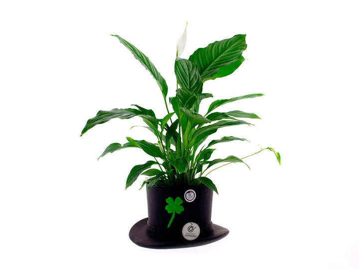 CERÁMICA RAMBLEÑA | Schwarzer Keramischer Tafelaufsatz | Dekorative Vase | 100% handgefertigte Dekor