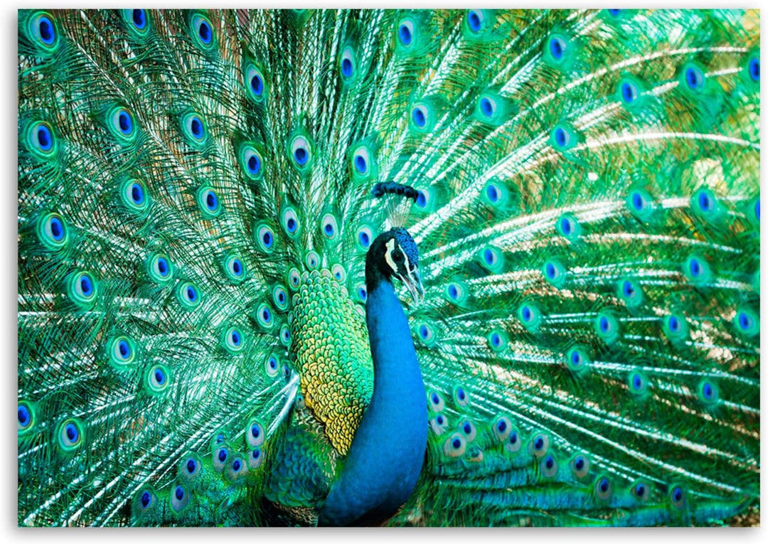 Feeby Wanddeko Pfau Leinwandbild Kunstdruck Tier Blau 60x40 cm M_8717 60x40 cm, M_8717 60x40 cm