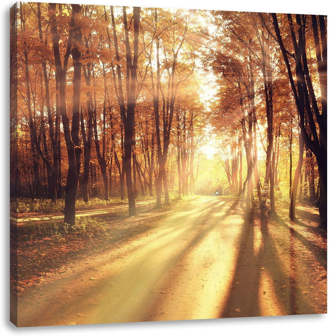 Baumallee im Herbst, Format: 70x70 auf Leinwand, XXL riesige Bilder fertig gerahmt mit Keilrahmen, K