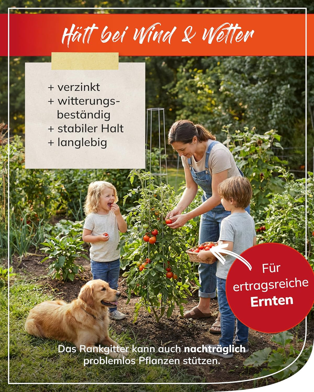 bellissa - Tomaten Rankhilfe 175cm (2 Stück) – Spirale aus Metall verzinkt – Wetterfestes Rankgitter