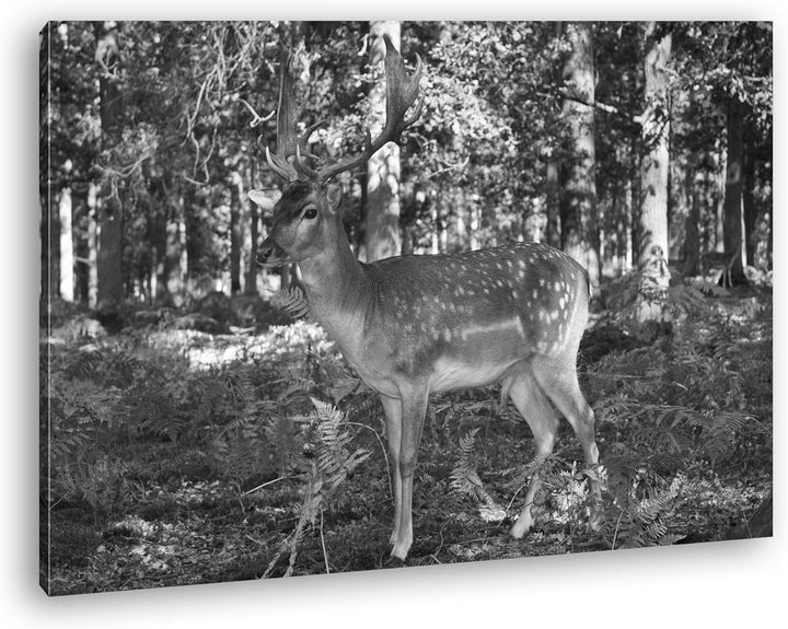 deyoli Bezaubernder Hirsch im Wald Effekt: Schwarz/Weiss im Format: 80x60 als Leinwandbild, Motiv fe