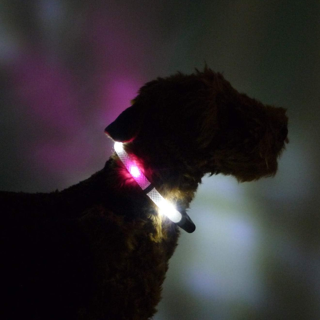 LEUCHTIE® Leuchthalsband Mini weiss-hotpink Grösse 25 I zweifarbig Bicolor I LED Halsband extra für
