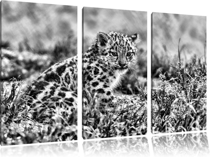 Pixxprint junger Leopard im Gras als Leinwandbild/Grösse: 3 Teilig (120x80) cm/Wandbild/Kunstdruck/f