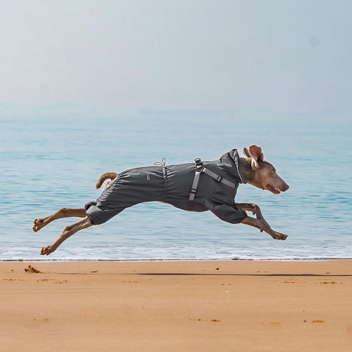 Regenmantel Hund mit Geschirr Wasserdicht für Kleine, Mittlere und Grosse Hunde, Reflektierender Reg