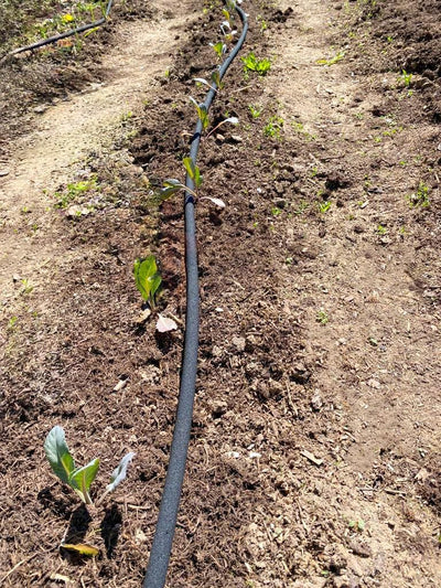 50m CS Perlschlauch Startup mit dem Einsteiger Zubehör-Set Z2.00 für die einfache - Gartenbewässerun