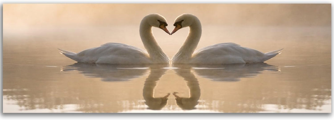 Feeby Bilder Schwäne Tiere 100x40 cm Wohnzimmer Schlafzimmer Büro Flur Küche Wandbilder Modern Bild