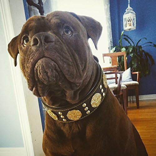 Bestia Maximus Hundehalsband, Echtleder, für grosse Rassen, Cane Corso, Rottweiler, Boxer, Bullmasti
