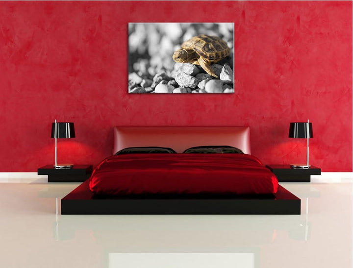 süsse Schildkröte auf Steinen schwarz/weiss Format: 100x70 auf Leinwand, XXL riesige Bilder fertig g