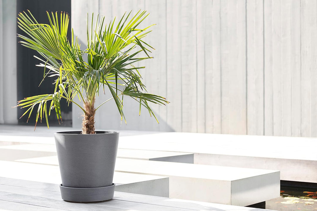 Ecopots Untersetzer rollbar für Blumentopf Amsterdam Hell Grau Durchmesser innen 31 cm/aussen 34 cm